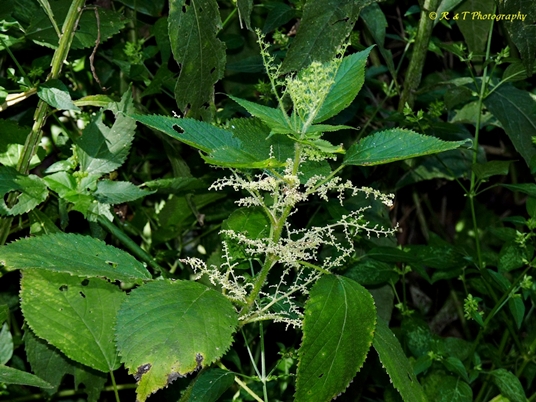 {Laportea canadensis}